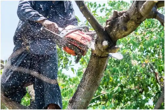 tree services Como